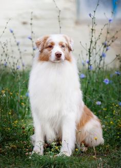 a brown and white dog sitting in the grass