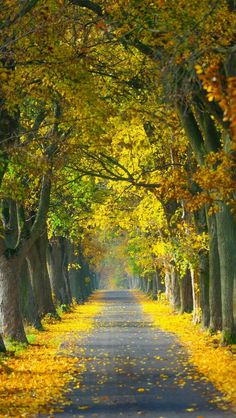 an empty road surrounded by trees with yellow leaves