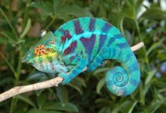 a colorful chamelon sitting on top of a tree branch