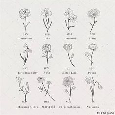 flowers and their names are shown in black ink