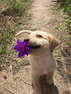 a puppy holding a purple flower in its mouth