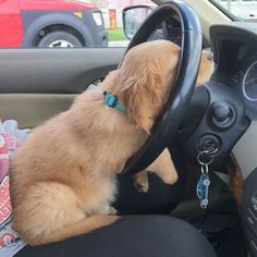 a dog sitting in the driver's seat of a car with its head on the steering wheel