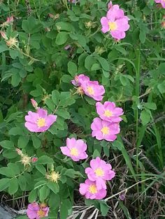 some pink flowers are growing in the grass