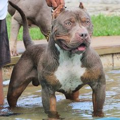 a brown and white dog standing in the water