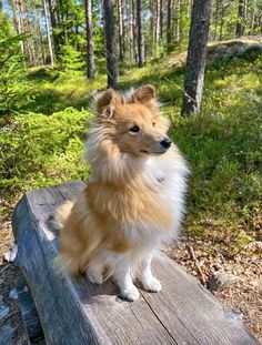 a brown and white dog sitting on top of a wooden bench in the middle of a forest