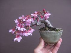 a small bonsai tree with pink flowers in a green pot held up by someone's hand