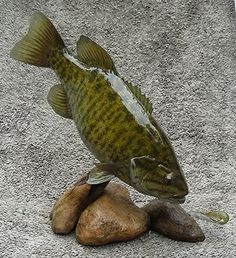 a fish that is standing on some rocks