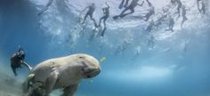 a group of people swimming in the ocean with an elephant under water and some scuba divers