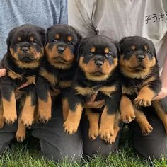 four puppies are sitting in the grass with one being held by someone's hands