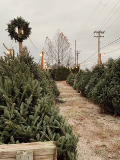 rows of christmas trees lined up on the side of a road