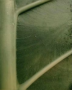 closeup of green leaf with drops of water on it