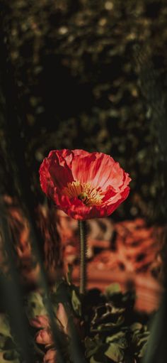 a large red flower sitting on top of a lush green field