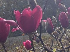 the flowers are blooming on the tree outside