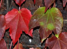 some red and green leaves on the ground