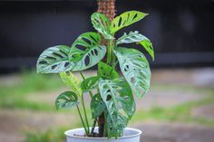 a potted plant with large green leaves