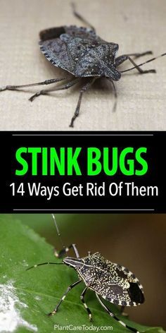 Got a stink bug problem? Before you call the exterminator, try out these 14 simple tips to safely eliminate stink bugs in your home or garden. Stink Bug Trap, Bug Trap, Bug Killer, Stink Bugs, Garden Bugs, Bug Control, Garden Pest Control