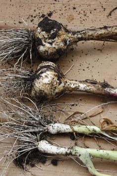 three different types of root vegetables on a wooden surface with dirt and grass growing out of them