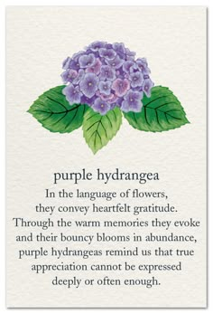 purple hydrangea with green leaves on it and the words, in the language of flowers