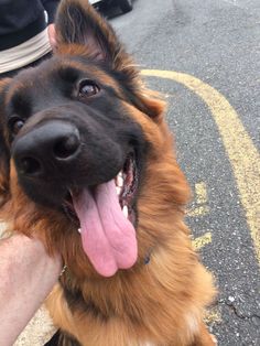 a large brown and black dog sitting on top of a street next to a person