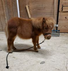 a small brown pony tied up to a wooden fence with a black rope around it's neck