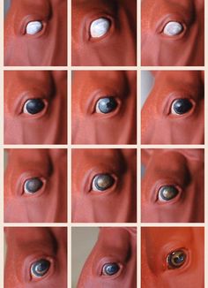 several pictures of different types of eyeballs in the shape of an animal's head