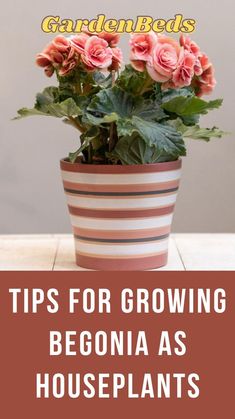 a potted plant sitting on top of a wooden table with text overlay reading tips for growing begona as houseplants