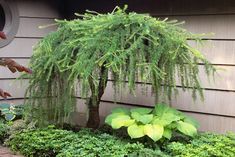 a small tree is in the middle of some bushes and plants on the side of a house