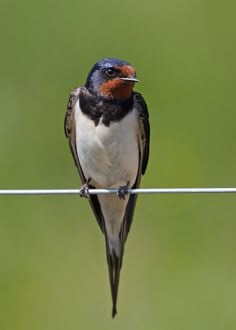 a small bird sitting on top of a wire next to a green background and looking at the camera