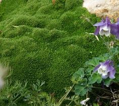 purple and white flowers are growing on green moss