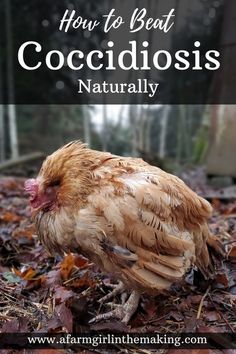 a close up of a chicken on leaves with text overlay reading how to beat coccidiosis naturally