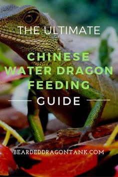 the ultimate chinese water dragon feeding guide