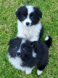 two black and white puppies are sitting in the grass looking up at the camera