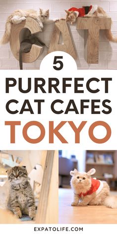 Complete guide to the best cat cafes in Tokyo, Japan, featuring the unique Tokyo Japan cat cafes, tokyo cat cafe aesthetic, and must-visit cafe spots like Cat Cafe Mocha Tokyo. Cat Top, Visit Japan, Travel Board