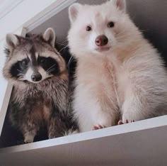 two baby raccoons sitting next to each other