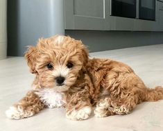 a small brown dog laying on top of a white floor