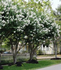 white flowers are blooming on trees in front of a house