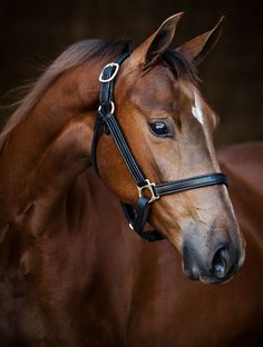 a brown horse wearing a black bridle