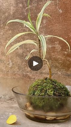 a potted plant sitting on top of a glass bowl