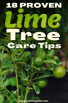 Lime Tree Indoor, Lime Tree Care, Mexican Lime Tree, Kaffir Lime Plant