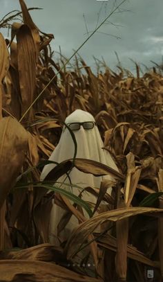 a scarecrow standing in the middle of a corn field