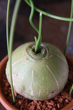 a potted plant with green leaves and dirt