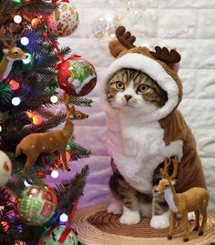 a cat wearing a santa claus outfit next to a christmas tree with deer figurines