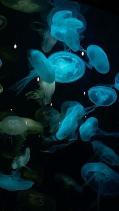 many jellyfish are swimming in the water