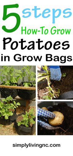 How to Grow Potatoes in Bags, Containers and Small Spaces Grow Bag Potatoes, Potato Growing Bags, Harvesting Potatoes In Containers, Planting Potatoes In Grow Bags, How To Grow Potatoes In A Bag, Growing Potatoes In Grow Bags, How To Plant Potatoes In Grow Bags, Potato Grow Bag, Grow Potatoes In A Bag