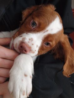 a brown and white dog is chewing on someone's hand with it's paw