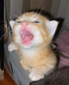 an orange and white kitten sticking its tongue out