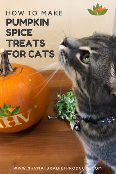 a cat looking up at a pumpkin with the words how to make pumpkin spice treats for cats