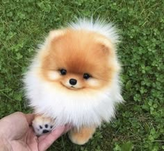 a small brown and white dog sitting on top of a grass covered field next to a persons hand