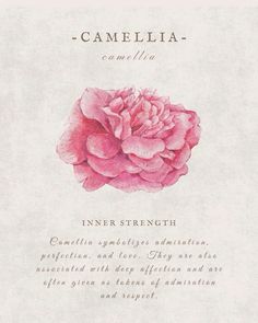 a pink flower on top of a white paper with the words camelella written below it