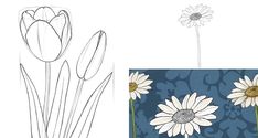 two drawings of flowers and one drawing of the same flower